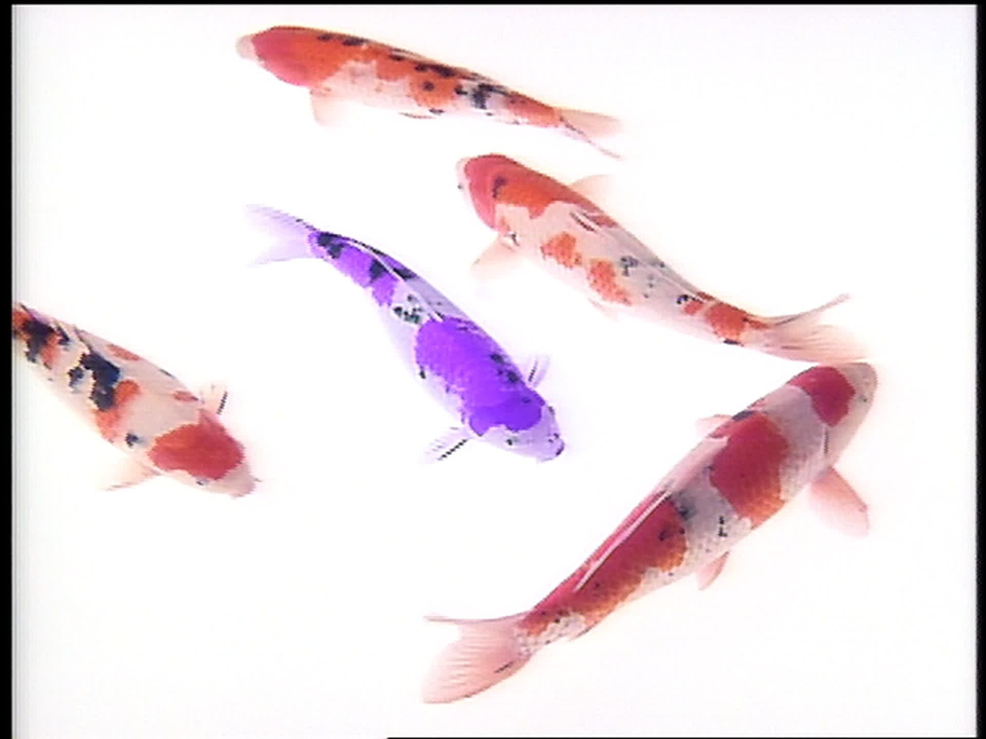 富士ゼロックス PALETTE「紙に泳ぐ鯉」