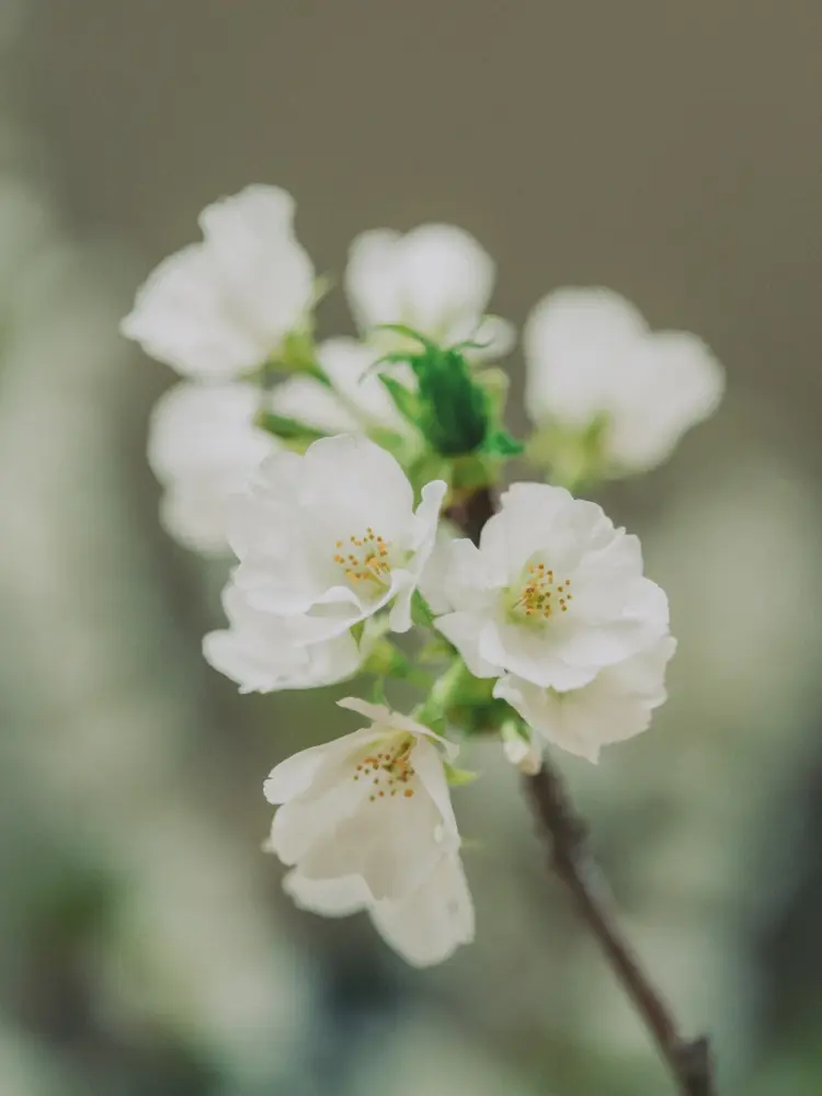 Flower＆Green 25年4月号