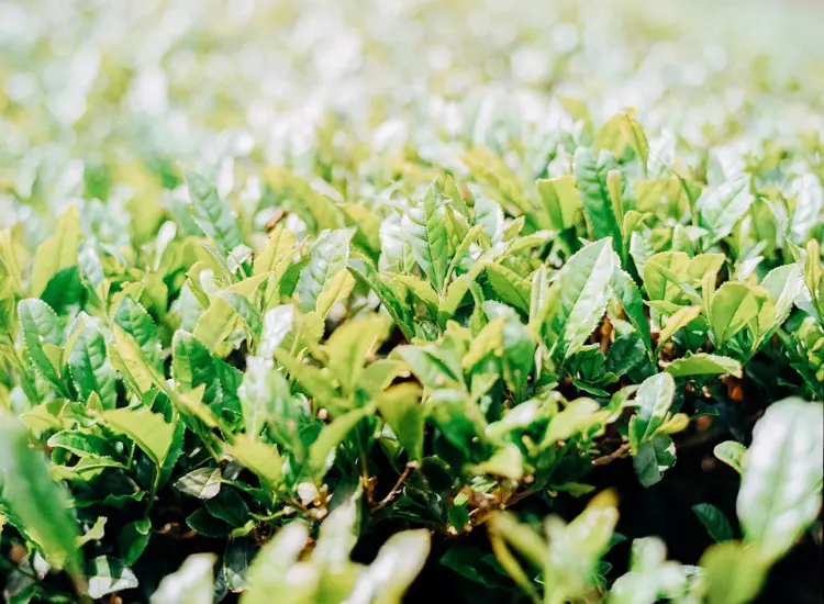 2026年、年頭にあたり