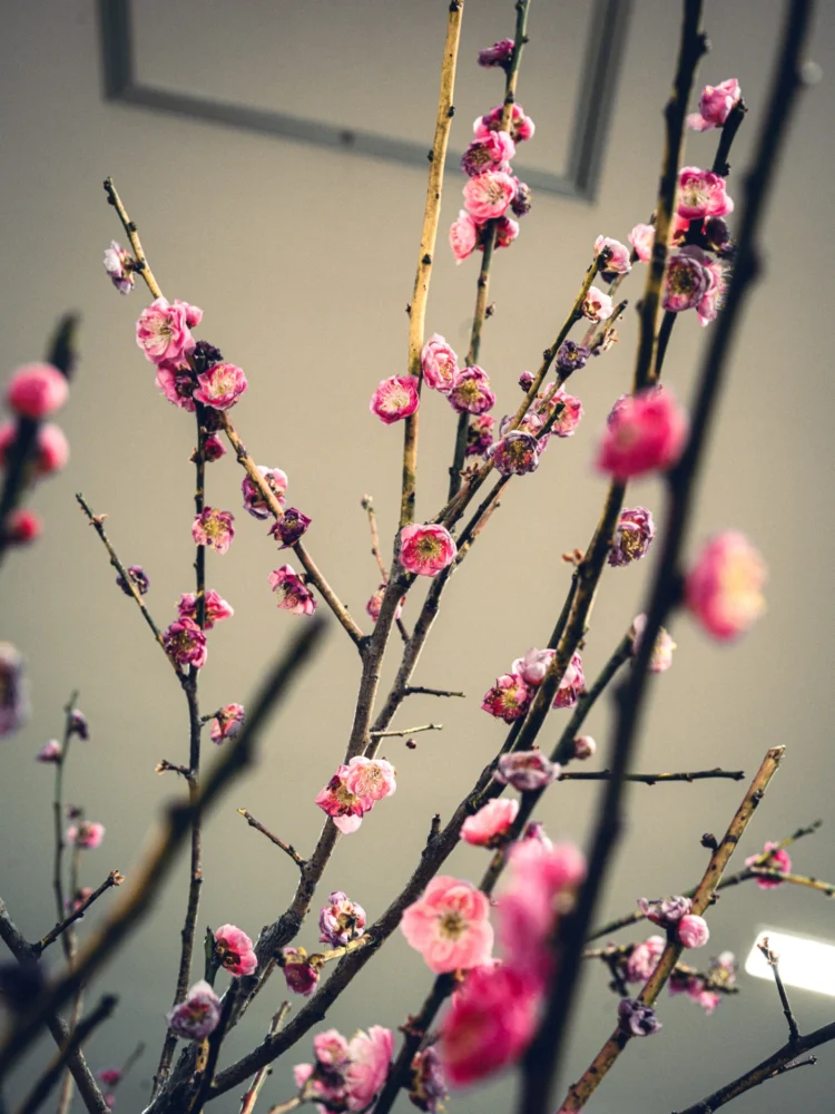 Flower＆Green 26年1月号