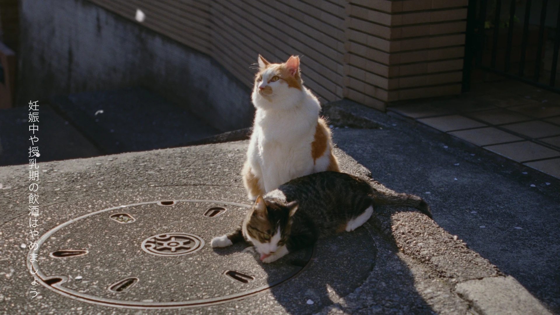 サントリー 金麦「帰れば、金麦 2026春」